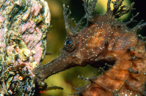 Bild auf Leinwand Speckled Seahorse Long-snouted seahorse Hairy Seahorse, Hippocampus guttulatus,
