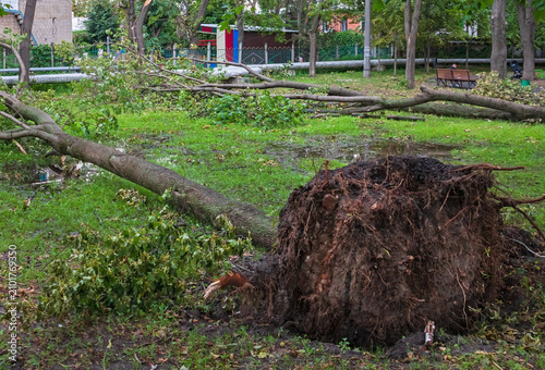 Trees fell with their roots torn out in a park or city garden. Strong winds and thunderstorms knocked the trees down onto wet ground with puddles of water