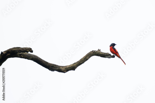 Tableau sur toile The scarlet minivet (Pericrocotus speciosus) is a small passerine bird in the cuckooshrike family Campephagidae