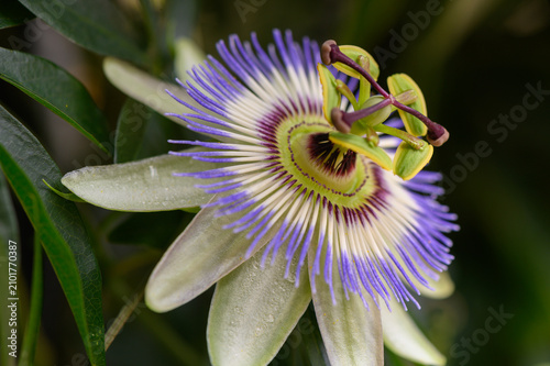 фотографія serene passion flower blooming in natural outdoor setting close-up perspective with green leaves and purple stamens and white petals in a vibrant and detailed botanical photography