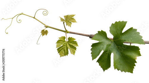 Fresh green grape vine with leaves and tendrils on transparent background.
