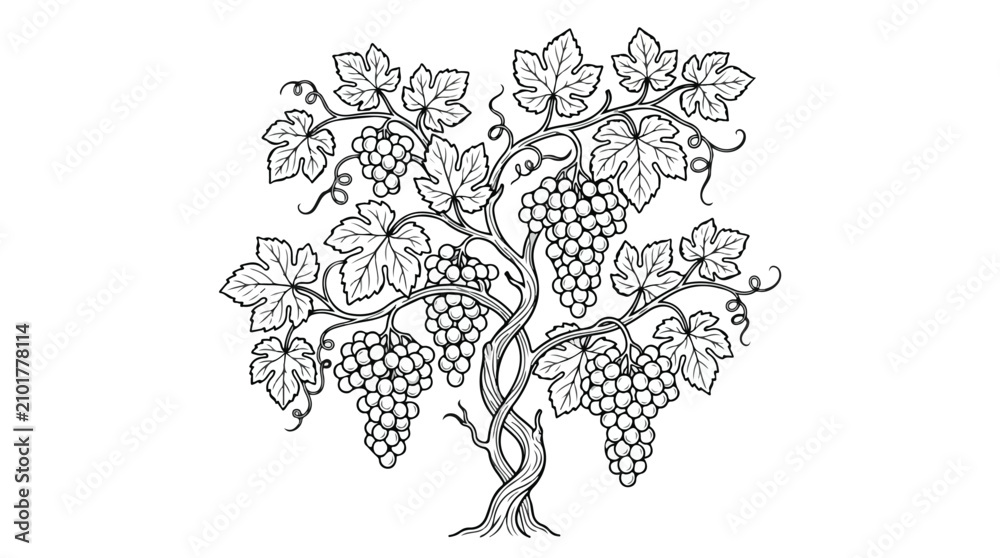Obraz premium Vintage grapevine sketch with ripe fruit clusters, hand drawn grape vine vector illustration, black and white vineyard plant for wine label design