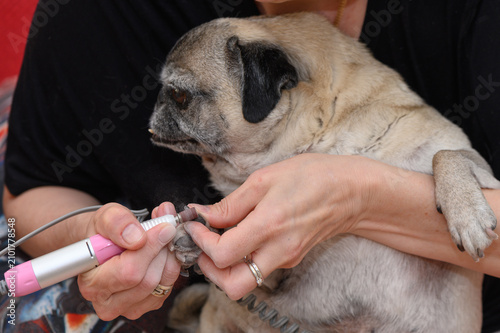 Pug having nails trimmed, in indoors possibly at home or a grooming salon, with electric nail trimmer, person's hands, from a close-up shot focusing on the dog's perspective.
