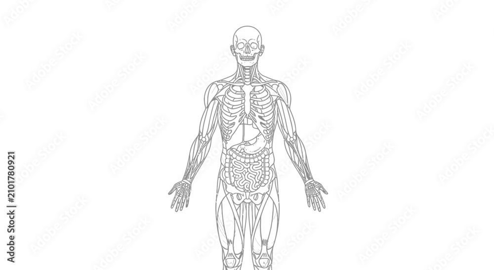 Fototapeta premium Anatomical illustration of the human body's skeletal and muscular systems