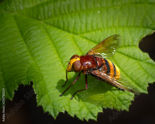 Hornissenschwebfliege