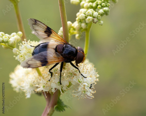 Waldschwebfliege
