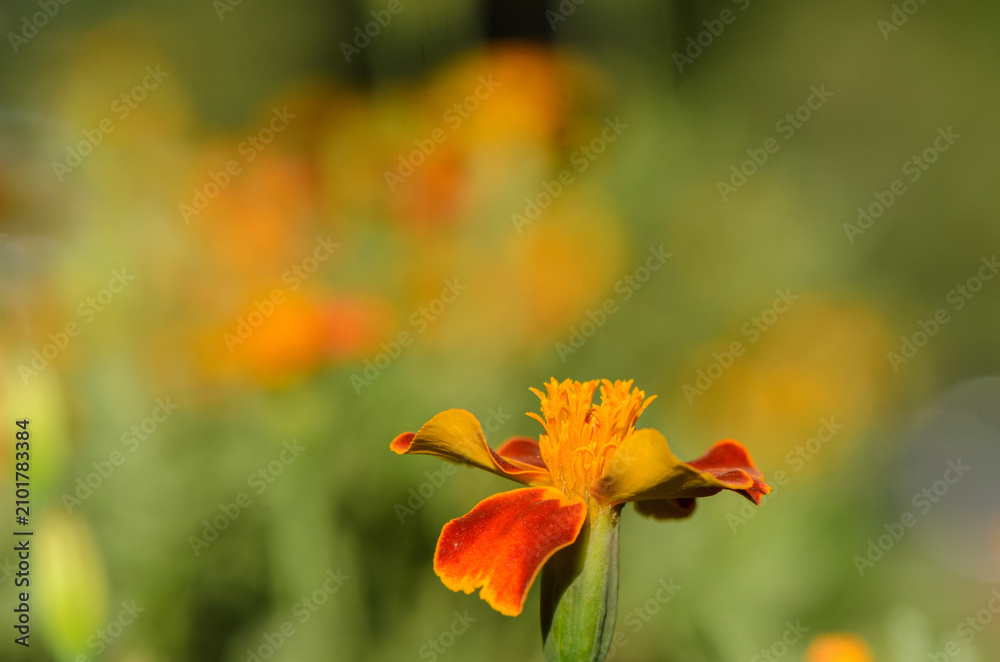 Fototapeta premium serene tagetes flower blooming in vibrant orange and yellow hues in an outdoor garden setting with a close-up perspective, capturing the delicate petals and stamen.