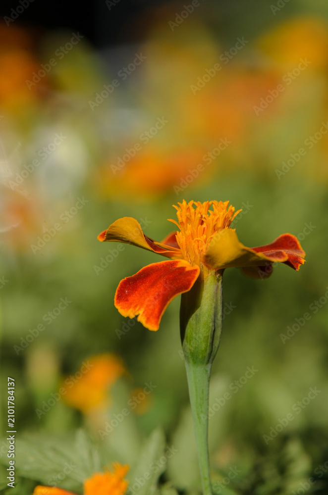 Fototapeta premium serene tagetes erecta flower blooming in vibrant orange and yellow tones in an outdoor garden setting close-up with detailed petals and stamen visible against a clean background.
