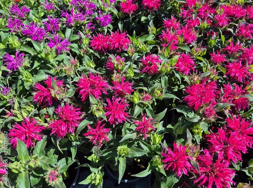 Monarda didyma (Indianernessel)