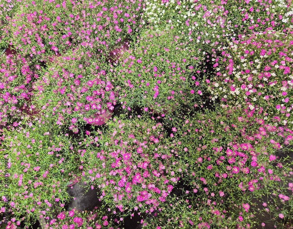 Fototapeta premium Sommer-Schleierkraut, Gypsophila