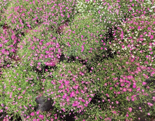 Sommer-Schleierkraut, Gypsophila