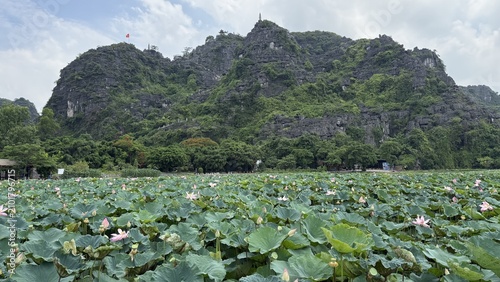 фотографія Serene landscape with lotus pond and towering karsts
