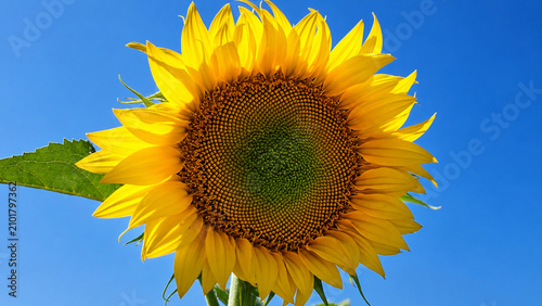 Golden Sunflower Close Up Against Blue Sky Background