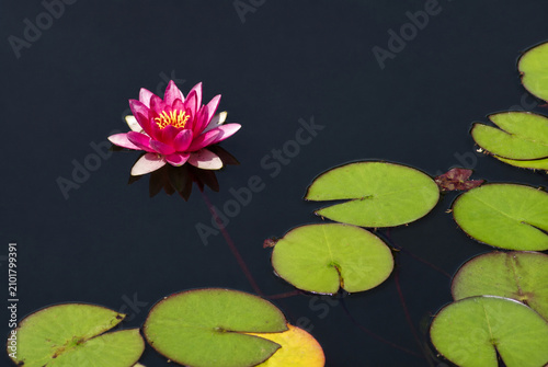 Pink Water Lily Blooming on a Calm Pond with Green Lily Pads