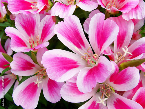 Pink and White Clarkia Flowers Full Frame Floral Background