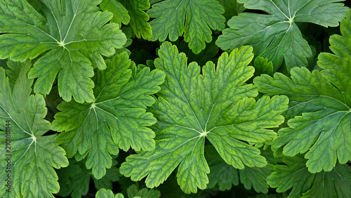 Lush Green Geranium Leaves Natural Background