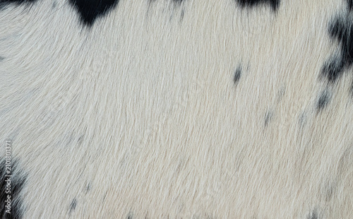 Foto Textura de pelaje blanco con manchas negras de vaca en primer plano como fondo n