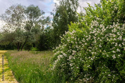 Dense flowering dog rose (Rosa canina) shrub covered with abundant white blossoms growing along the edge of a grassy meadow beneath mature deciduous trees. Natural countryside landscape during late sp