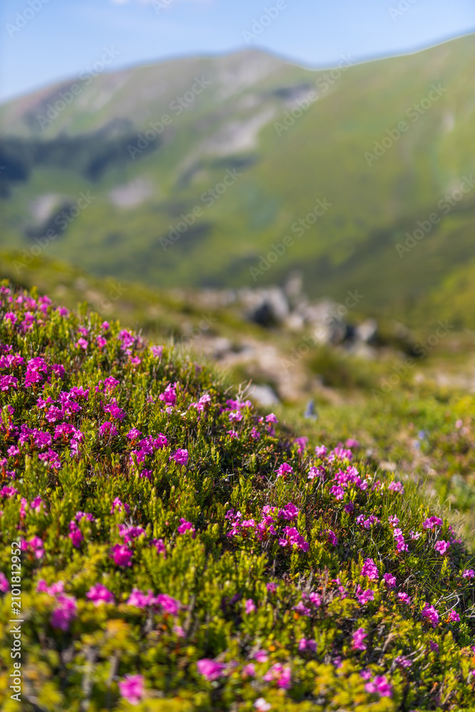 Obraz premium Foreground of pink alpine flowers on a mountain ridge with blurred valleys beyond for nature background and banner