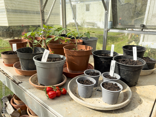 Pots of compost and seedling vegetable plants with labels in a sunlit greenhouse