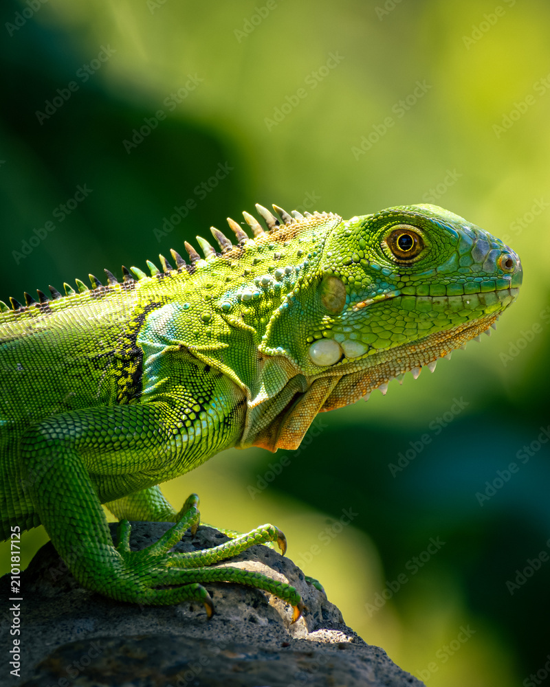 Fototapeta premium green iguana on a branch