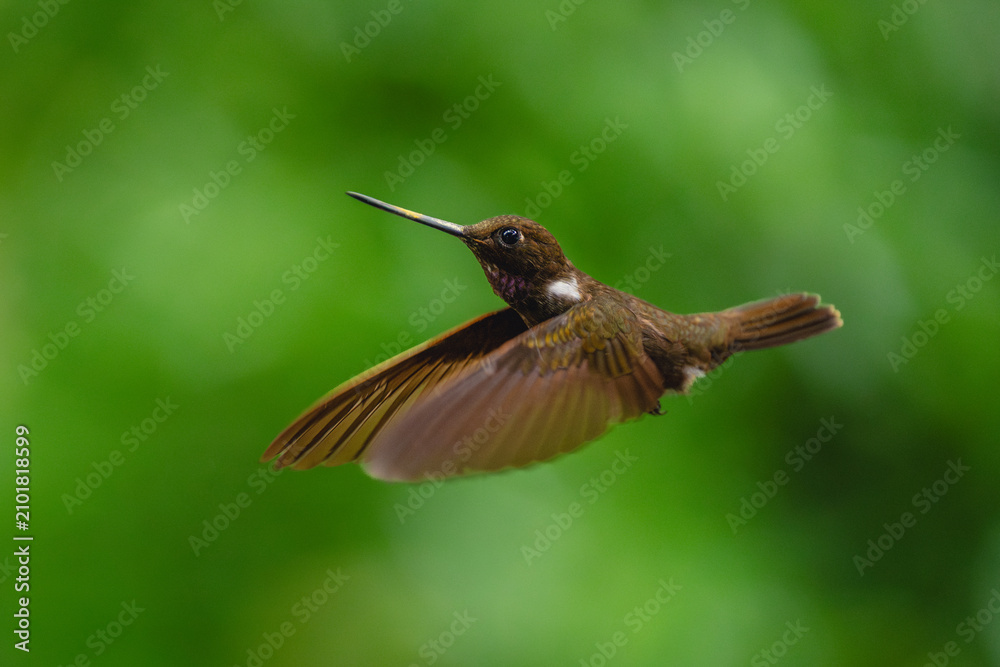 Obraz premium Brown inca flies against green bokeh background