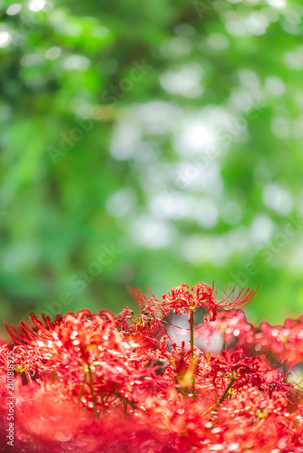 Photography Beautiful red spider lily blooming with a green blurry bokeh background in early autumn, Japan