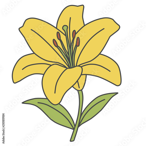 Illustration of Yellow Lily Flower