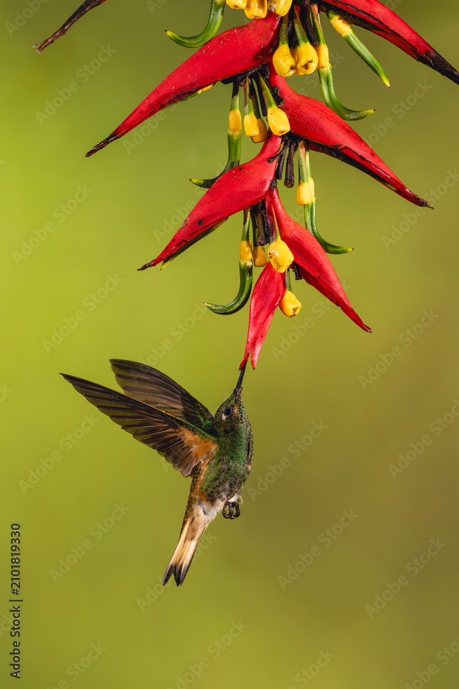 Obraz premium Buff-tailed coronet hovers drinking beneath heliconia flower