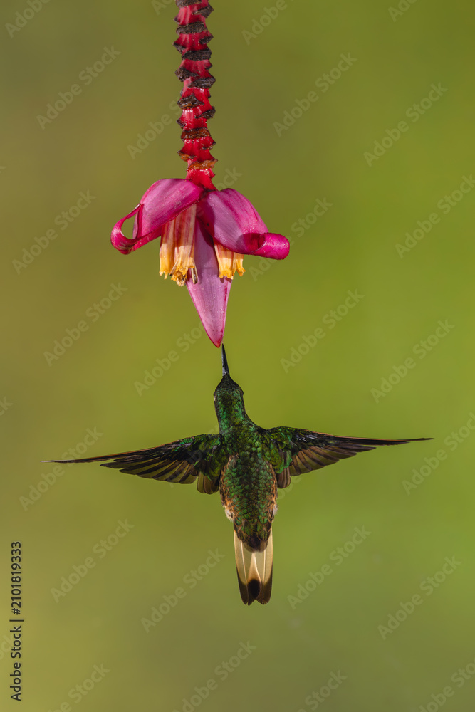 Obraz premium Buff-tailed coronet hovers drinking from banana flower