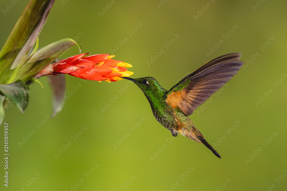 Obraz premium Buff-tailed coronet hovers drinking from red-and-yellow flower