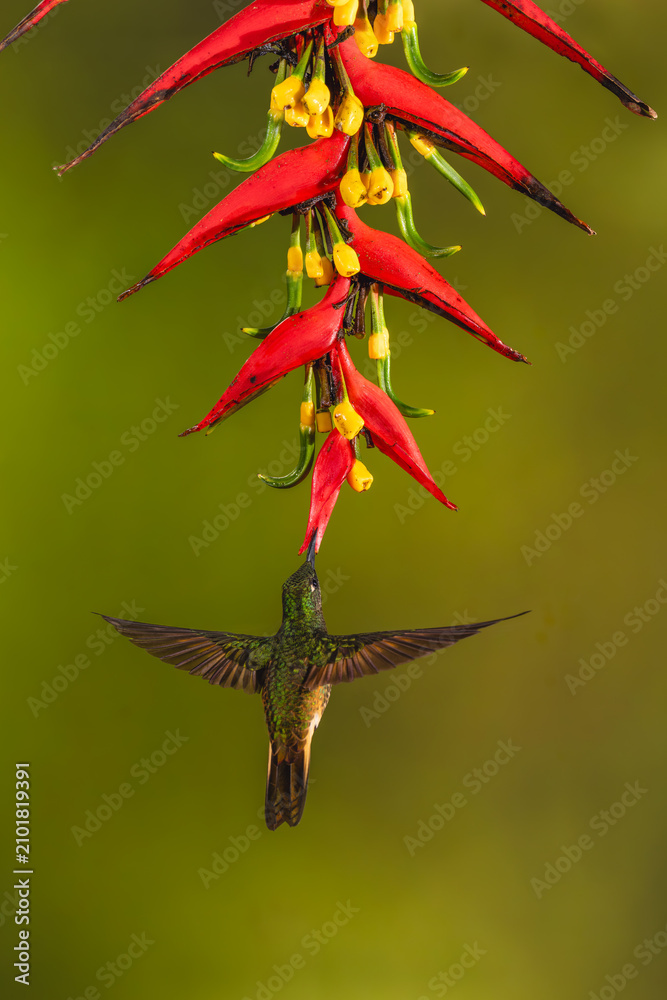 Obraz premium Buff-tailed coronet hovers drinking under heliconia flower