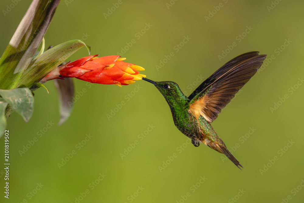 Obraz premium Buff-tailed coronet hovers feeding from red-and-yellow flower