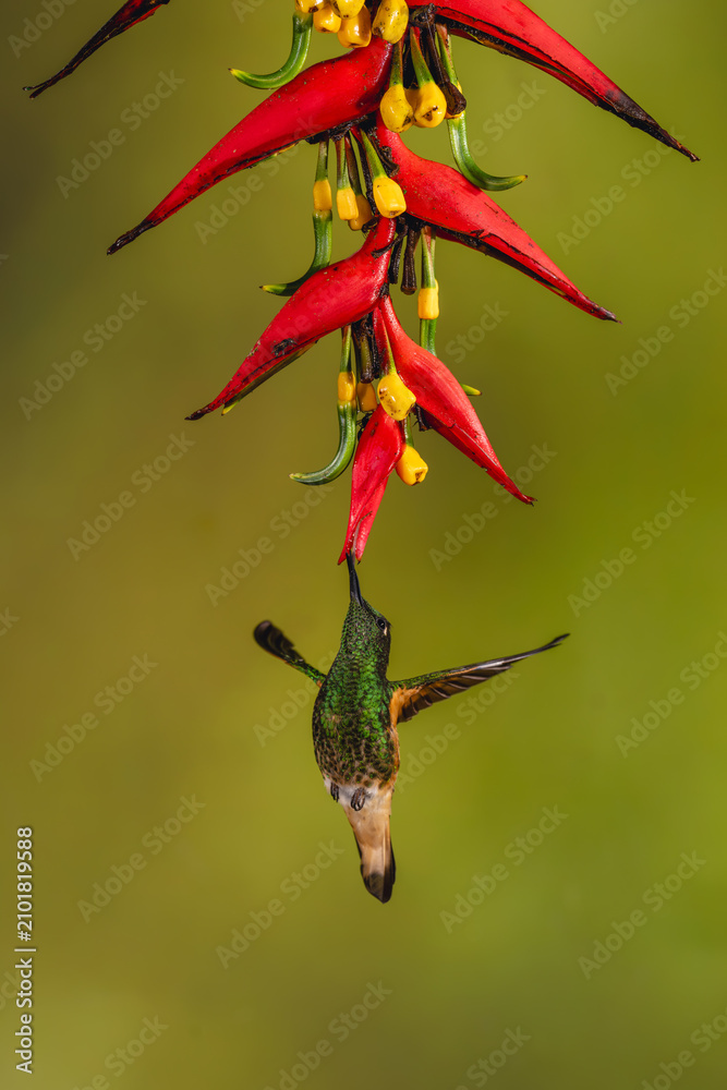 Obraz premium Buff-tailed coronet hovers under heliconia flower drinking