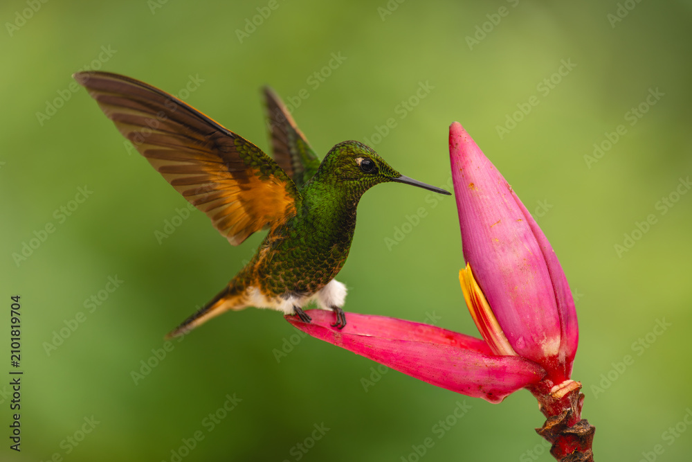 Obraz premium Buff-tailed coronet on banana flower flaps wings