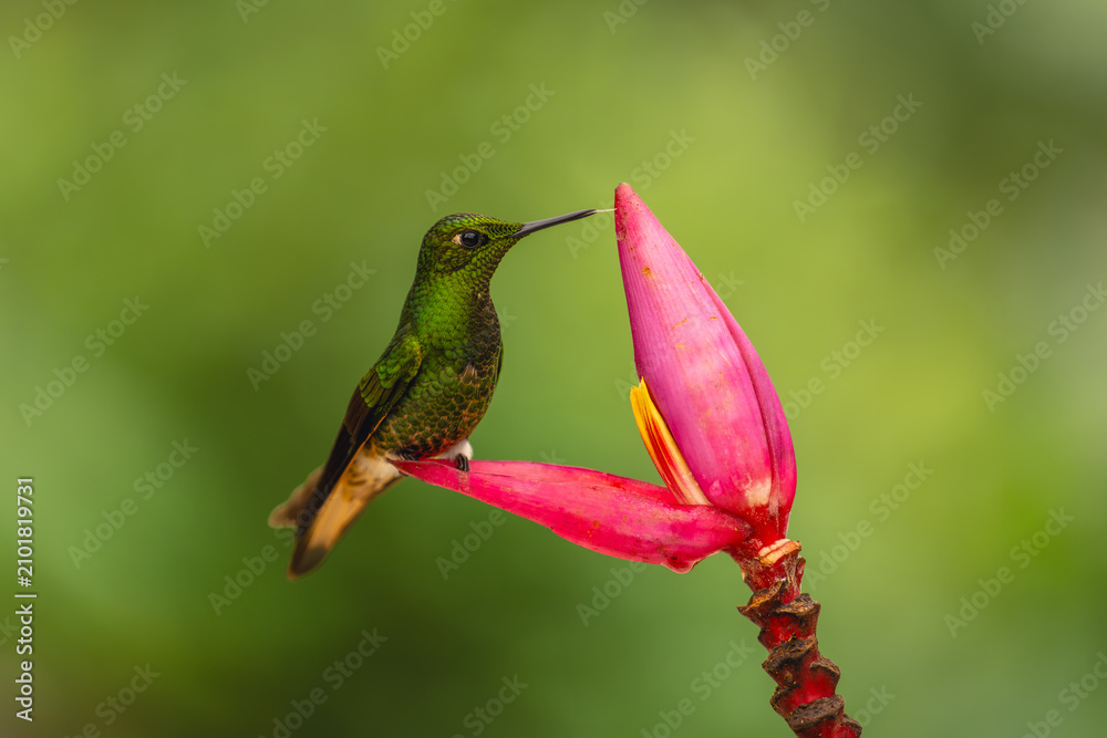 Obraz premium Buff-tailed coronet perches licking banana flower bud
