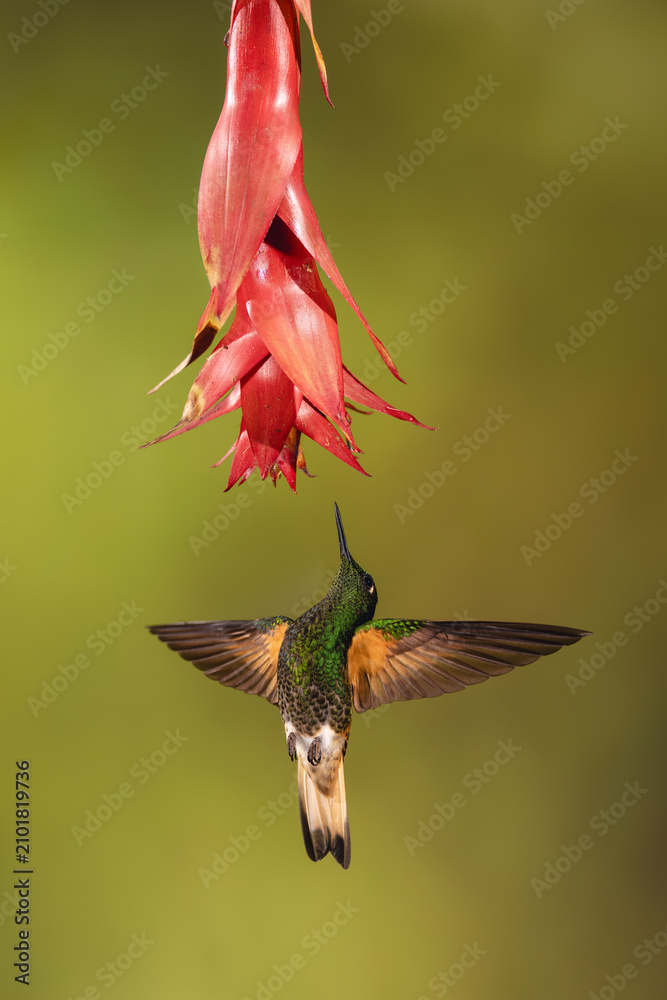 Obraz premium Buff-tailed coronet spreads wings below red flower