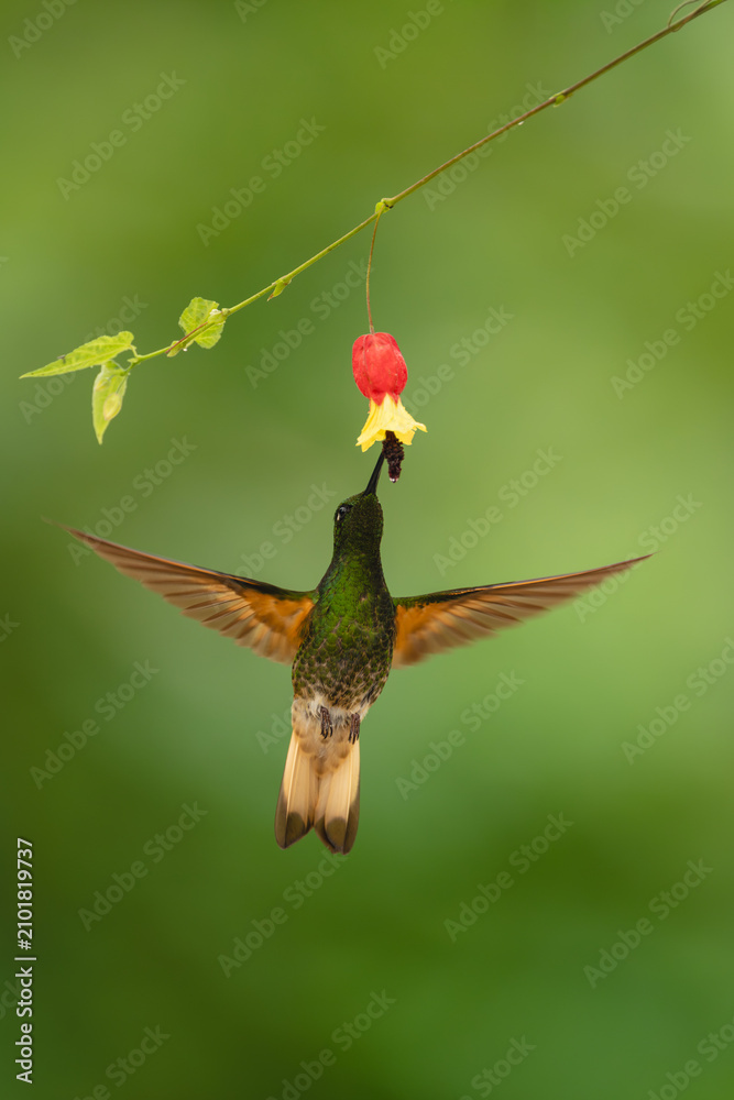 Obraz premium Buff-tailed coronet spreads wings beneath flower drinking