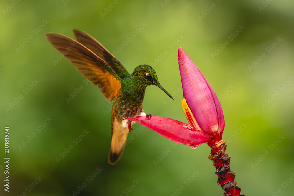 Obraz premium Buff-tailed coronet perches lifting wings on flower