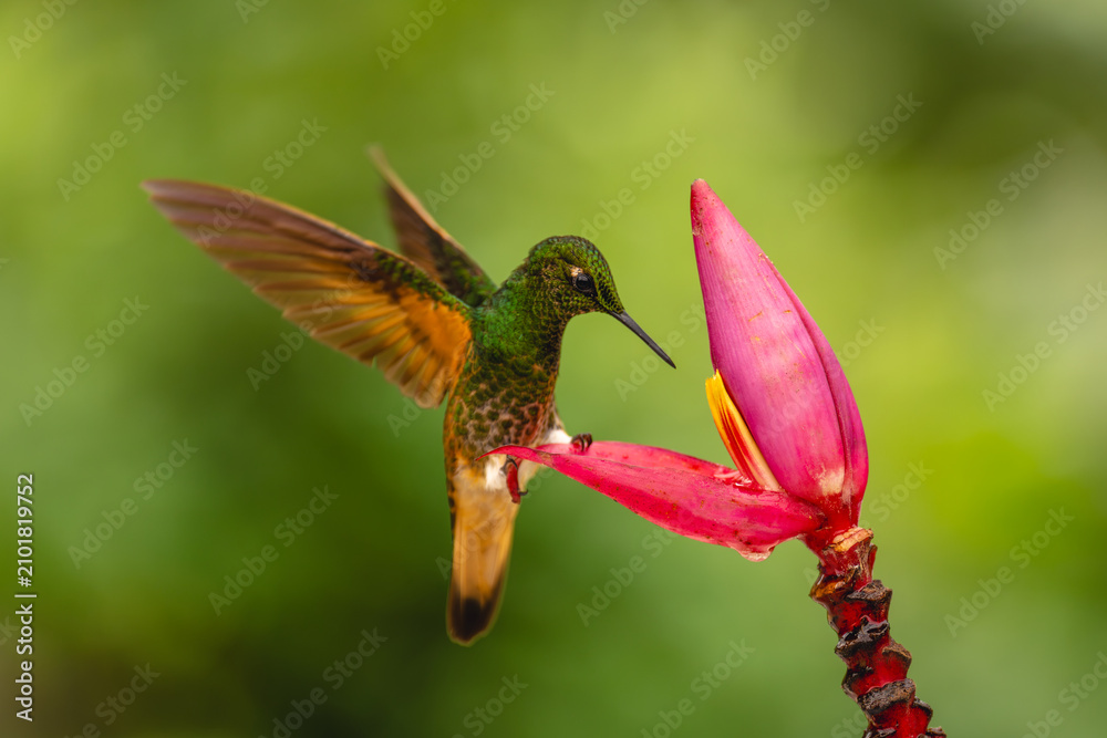 Obraz premium Buff-tailed coronet perches on flower lifting wings