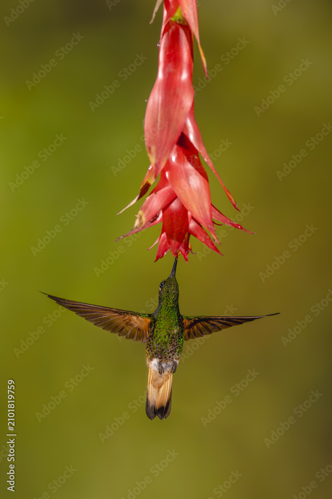 Obraz premium Buff-tailed coronet spreads wings feeding under flower