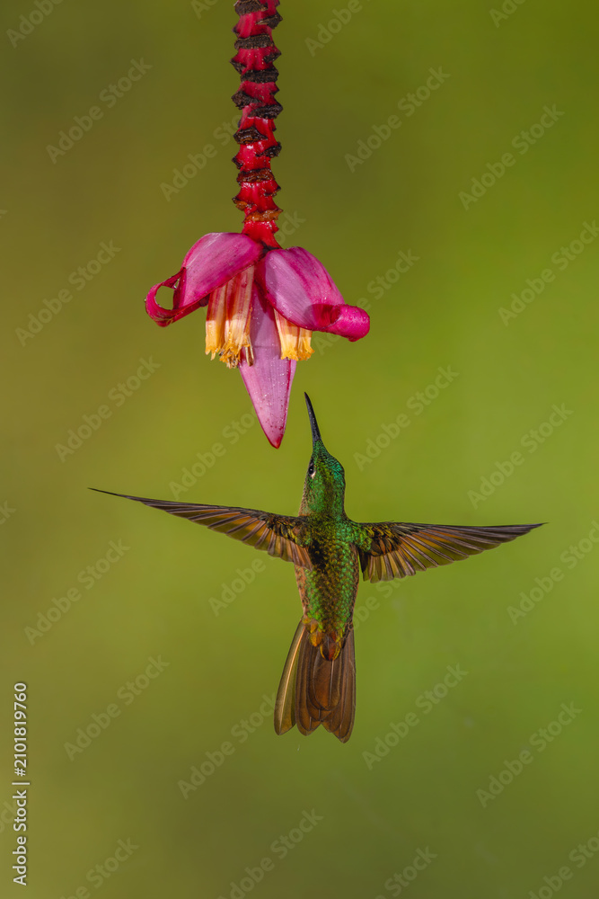 Obraz premium Buff-tailed coronet spreads wings under banana flower