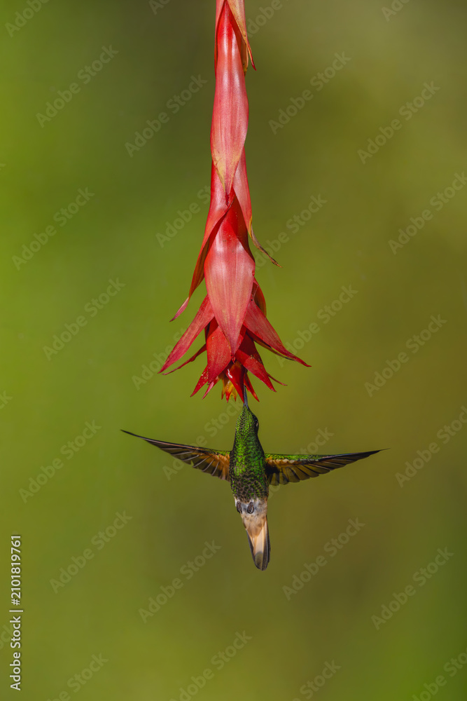 Obraz premium Buff-tailed coronet spreads wings under red flower