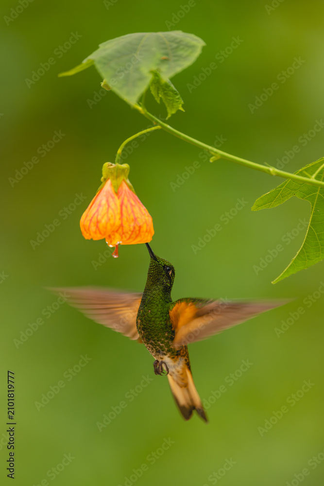 Obraz premium Buff-tailed coronet spreads wings drinking from flower
