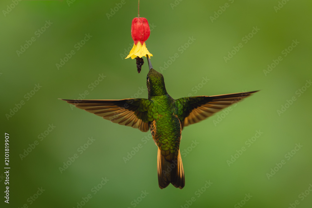 Obraz premium Buff-tailed coronet spreads wings feeding from flower