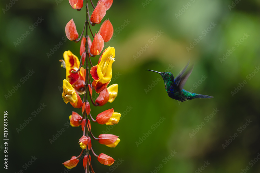Obraz premium Crowned woodnymph extends tongue near Mysore trumpetvine