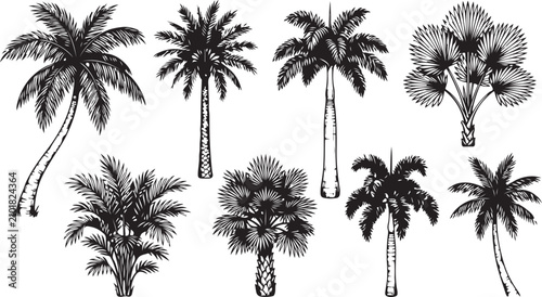 Hand Drawn Tropical Palm Trees Vector Botanical Illustration Collection Nature Design Set