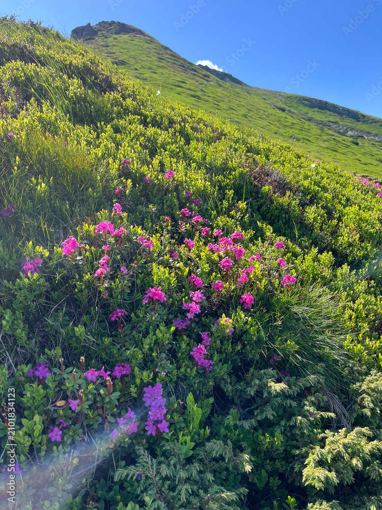 Obraz premium Alpine hillside covered in pink rhododendron flowers on a green slope under blue sky for nature background and landscape wallpaper