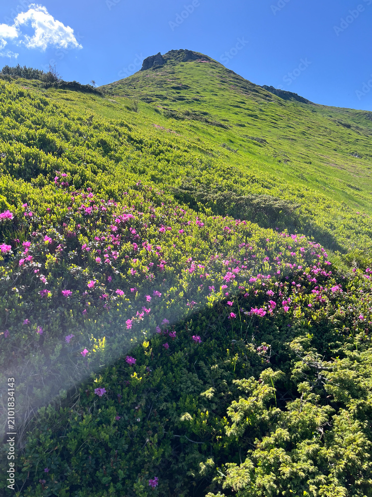 Obraz premium Mountain slope with dense pink rhododendron blooms and sunlit green vegetation beneath a clear blue sky for outdoor banner and landscape wallpaper