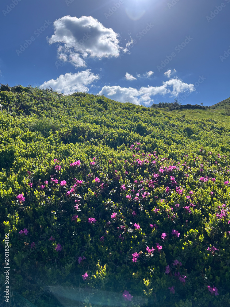 Obraz premium Sunlit alpine hillside carpeted with pink rhododendron blooms under blue sky with white clouds for nature wallpaper and scenic poster design